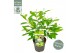 Cephalanthus occidentalis magical moonlight 