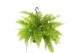 Nephrolepis exaltata Tiger Fern 