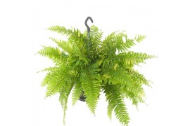 Nephrolepis exaltata Tiger Fern