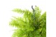Nephrolepis exaltata Tiger Fern 