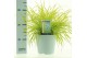 Pennisetum alopecuroides Hameln Gold 