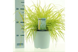 Pennisetum alopecuroides Hameln Gold