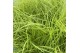 Pennisetum alopecuroides Hameln Gold 
