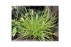 Pennisetum alopecuroides Hameln Gold 