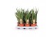 Sansevieria zeylanica 