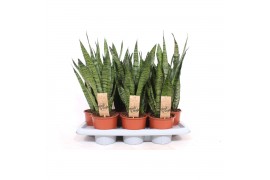 Sansevieria zeylanica