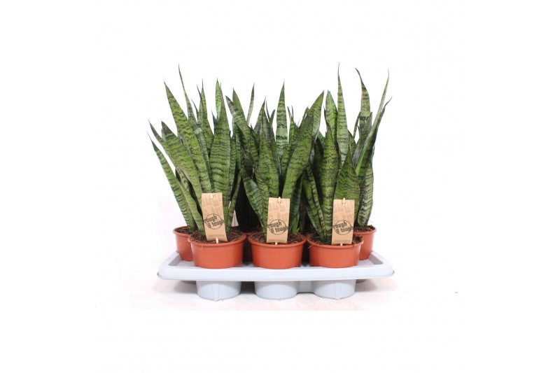 Sansevieria zeylanica 