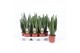 Sansevieria zeylanica 