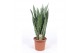 Sansevieria zeylanica 