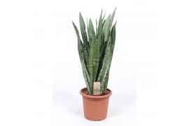 Sansevieria zeylanica