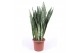 Sansevieria zeylanica 