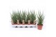 Sansevieria torch 