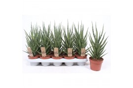 Sansevieria torch