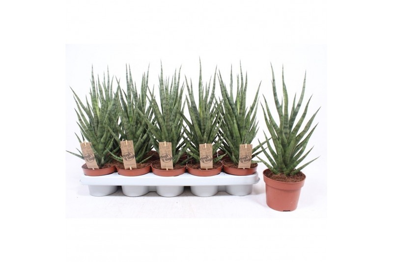 Sansevieria torch 
