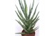 Sansevieria torch 