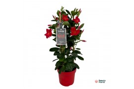 Mandevilla sundaville red Mandevilla Sundaville Classic Red in toren (