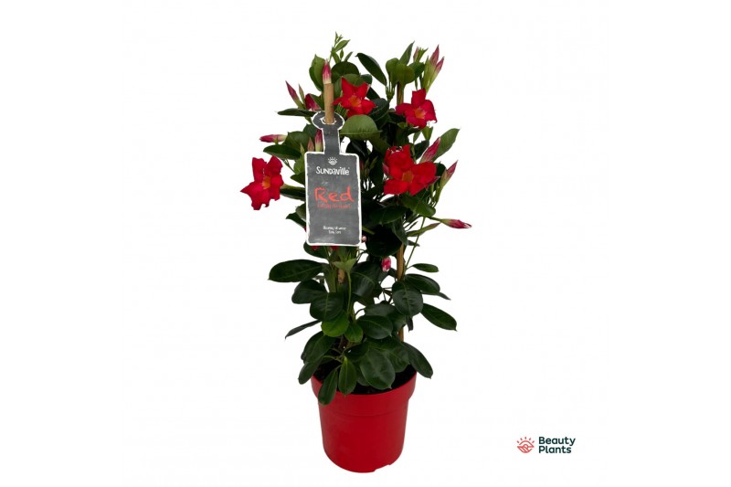 Mandevilla sundaville red Mandevilla Sundaville Classic Red in toren ( Mandevilla sundaville red Mandevilla Sundaville Classic Red in toren (