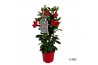 Mandevilla sundaville red Mandevilla Sundaville Classic Red in toren (