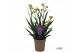 Anigozanthos Beauty Yellow® 