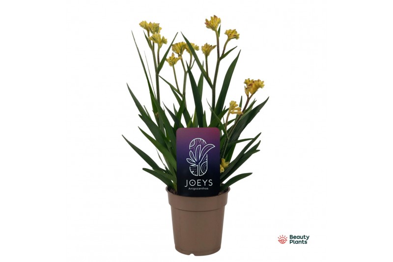 Anigozanthos Beauty Yellow® 