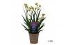 Anigozanthos Beauty Yellow®