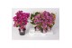 Bougainvillea sanderiana mix op rek,diverse kleuren 