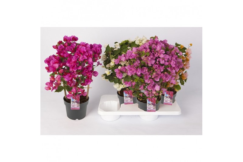Bougainvillea sanderiana mix op rek,diverse kleuren Bougainvillea sanderiana mix op rek,diverse kleuren