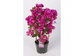 Bougainvillea sanderiana paars op rek