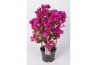 Bougainvillea sanderiana paars op rek