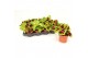 Coleus kong mix diverse kleuren 