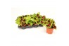 Coleus kong mix diverse kleuren