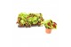 Coleus kong mix diverse kleuren 