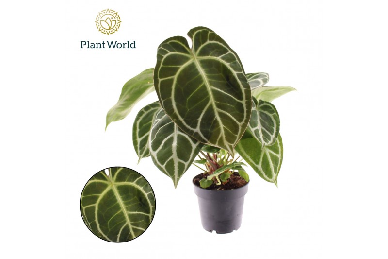 Anthurium Anthurium Chrystallinum 1 bl. Anthurium Anthurium Chrystallinum 1 bl.