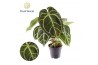 Anthurium Anthurium Chrystallinum 1 bl.