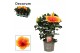 Hibiscus rosa-sinensis salsa Decorum bicolor oranje/rood 