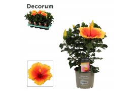 Hibiscus rosa-sinensis salsa Decorum bicolor oranje/rood