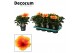 Hibiscus rosa-sinensis salsa Decorum bicolor oranje/rood 