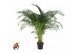 Dypsis lutescens 
