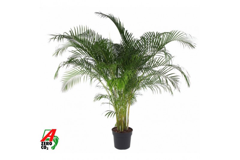 Dypsis lutescens 