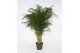 Dypsis lutescens 