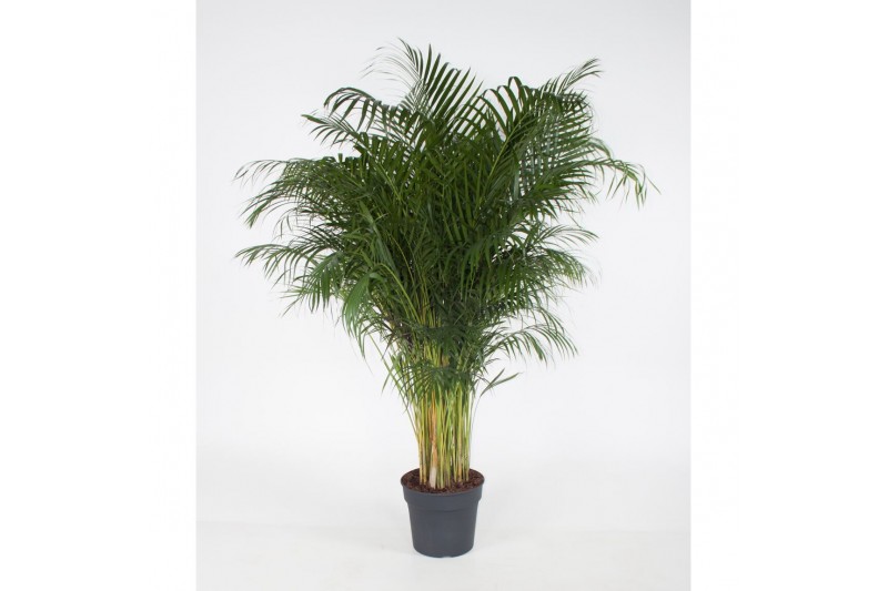 Dypsis lutescens 