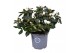 Rhododendron simsii witte vogel Azalea wit 