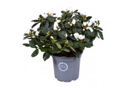 Rhododendron simsii witte vogel Azalea wit