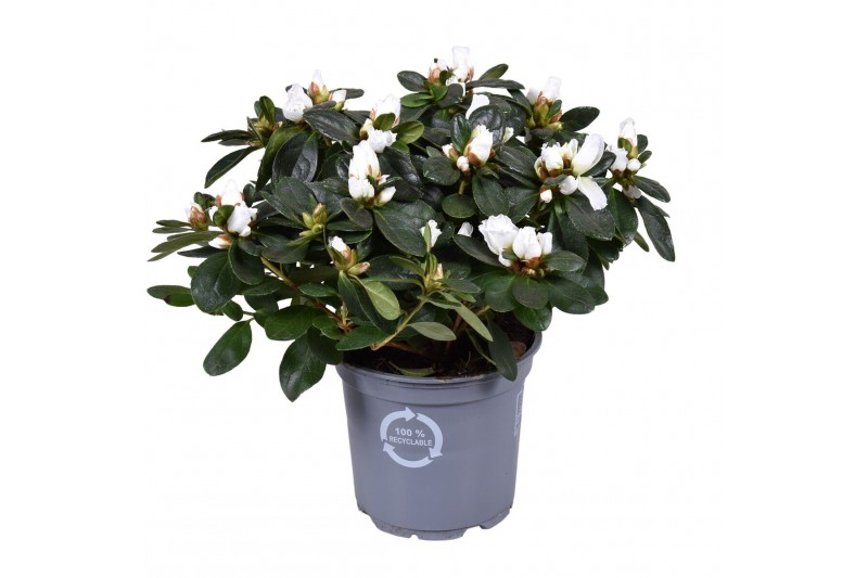 Rhododendron simsii witte vogel Azalea wit 