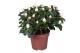Rhododendron simsii witte vogel Azalea wit 