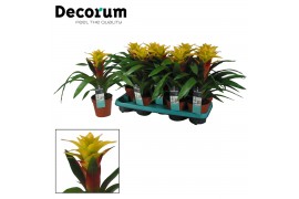 Guzmania Fancy