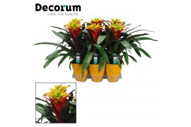 Guzmania Fancy - Luxe keramiek