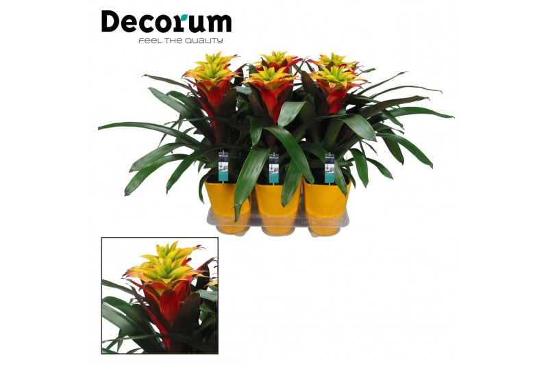 Guzmania Fancy - Luxe keramiek 