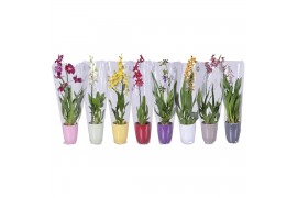 Orchidee mix 1 tak morellips  in gekleurd keramiek met ML hoes