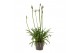 Agapanthus Su Casa - 1+ bloem 